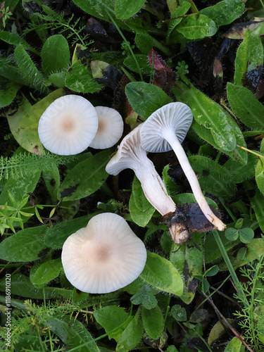 Cuphophyllus virgineus, commonly known as snowy waxcap, wild mushroom from Finland photo