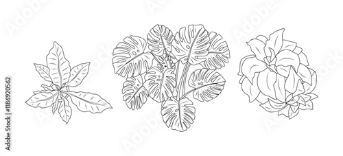 Set of different house plants top view. Botanical black line art icons for landscape, architectural, interior design. Hand drawn Vector sketch isolated on transparent  background.