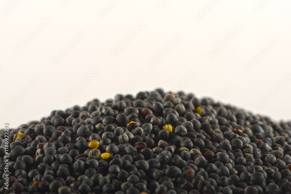 Raps, Winterraps, Brassica napus L., Samen, Erntegut Raps, Winterraps, Brassica napus L., Samen, Erntegut