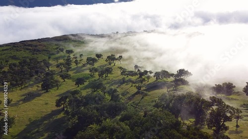 The relict Laurel forest on the island of Madeira with its incredible views photo