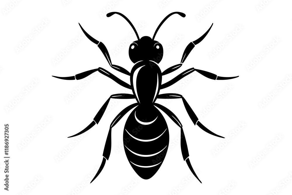 spider isolated spider isolated