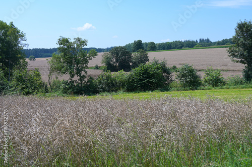 Raps,  Winterraps,  Brassica napus L.,  Erntereif photo