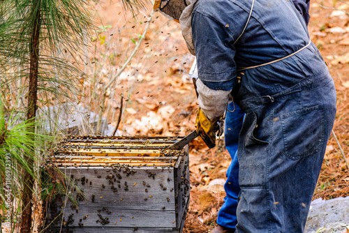 Latin farmer added smoke to hive as a deterrent to bees so they could work freely.