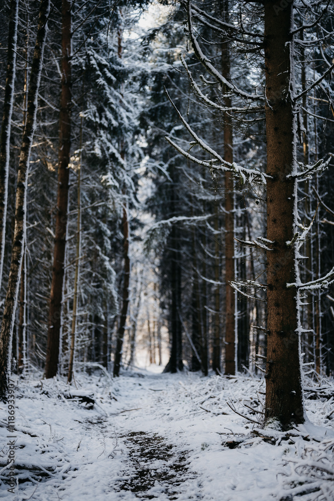 Fototapeta premium kleiner Pfad durch einen winterlichen Wald in Nordhessen