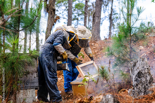 Latin farmer added smoke to hive as a deterrent to bees so they could work freely.