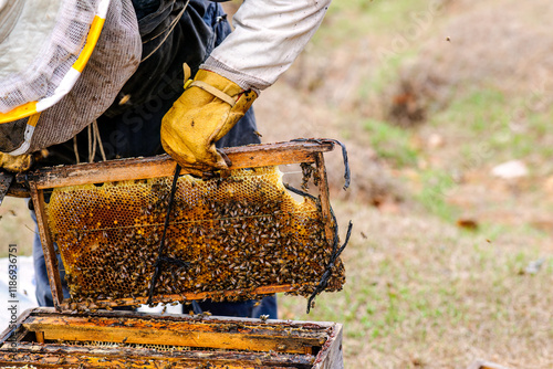Close-up. Scene of a beekeeper removing a honeycomb from a wooden box to examine the health of the bees.