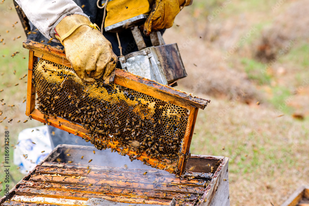 Close-up. Scene of a beekeeper removing a honeycomb from a wooden box to examine the health of the bees. Close-up. Scene of a beekeeper removing a honeycomb from a wooden box to examine the health of the bees.
