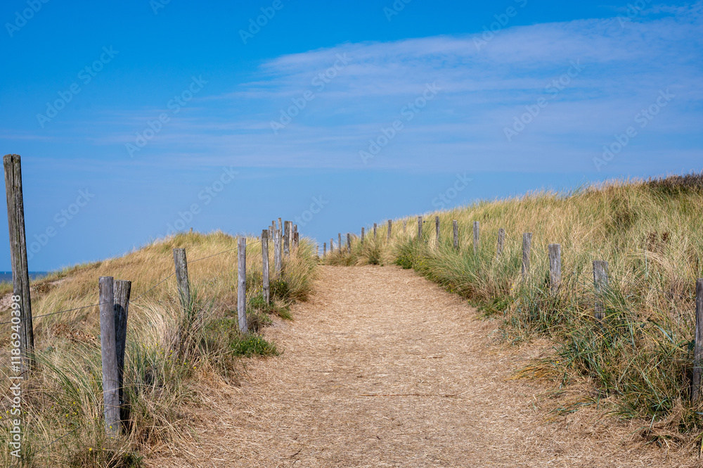 Path through the dunes with fence and beach grass on the North Sea coast Path through the dunes with fence and beach grass on the North Sea coast