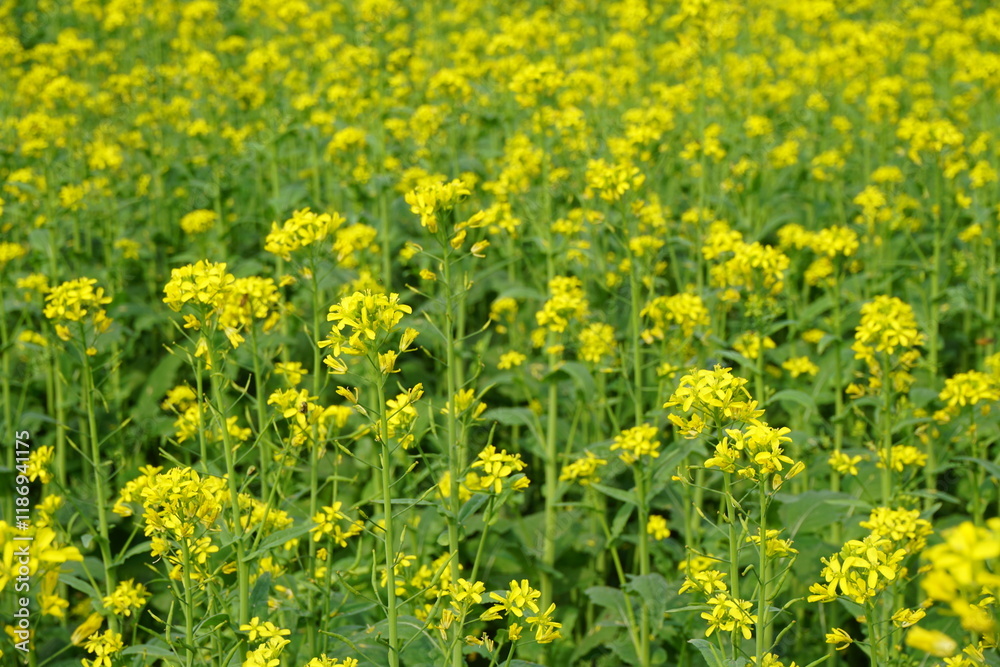 Yellow mustard flowers blooming in the mustard field, Yellow mustard field landscape, Close up Mustard plant with yellow flower with blue sky background. Yellow mustard flowers blooming in the mustard field, Yellow mustard field landscape, Close up Mustard plant with yellow flower with blue sky background.