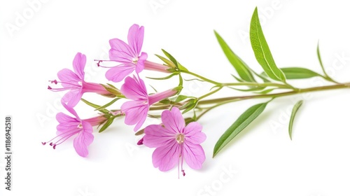 Rosebay willowherb Flower isolated on white background.