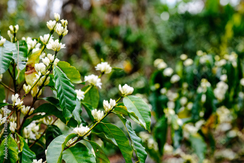 Beautiful coffee bushes in the flowering stage. Coffee flower.