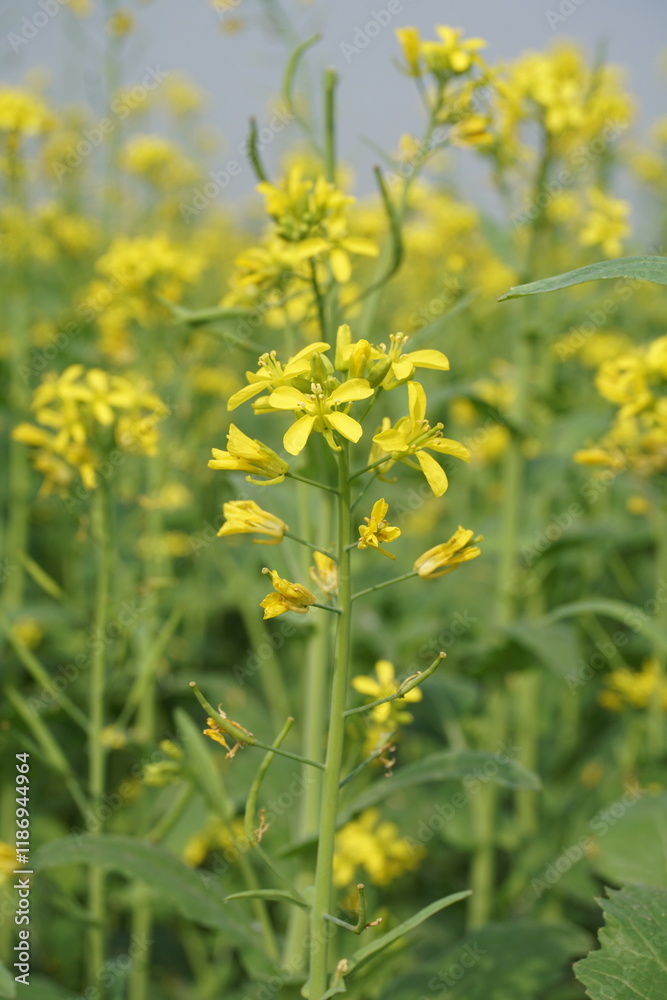 Yellow mustard flowers blooming in the mustard field, Yellow mustard field landscape, Close up Mustard plant with yellow flower with blue sky background. Yellow mustard flowers blooming in the mustard field, Yellow mustard field landscape, Close up Mustard plant with yellow flower with blue sky background.
