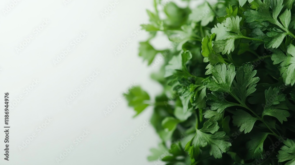 Fototapeta premium Fresh Parsley: A Culinary Herb Close-Up