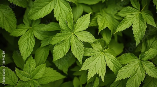 Lush Green Leaves in a Vibrant Summer Garden Setting