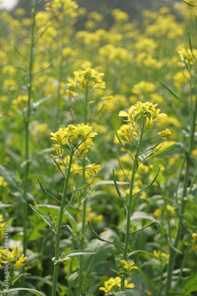 Obraz premium Yellow mustard flowers blooming in the mustard field, Yellow mustard field landscape, Close up Mustard plant with yellow flower with blue sky background.