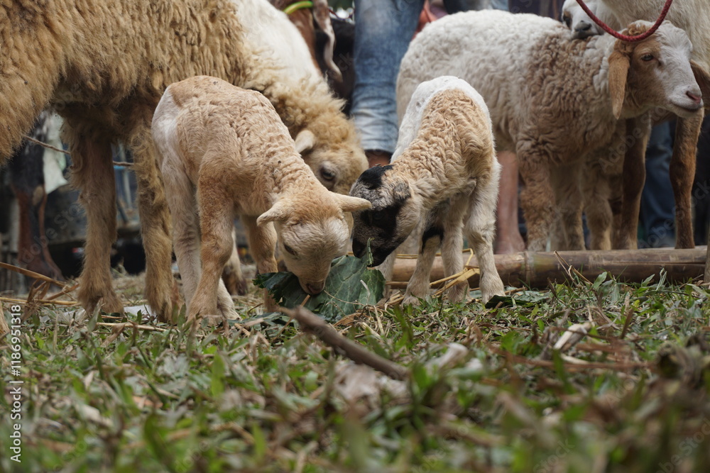 Sheep and lambs with babies, A mother sheep and her two twin lambs in Springtime. A tender moment between a mother lamb and her babies in lush green field. Sheep and lambs with babies, A mother sheep and her two twin lambs in Springtime. A tender moment between a mother lamb and her babies in lush green field.