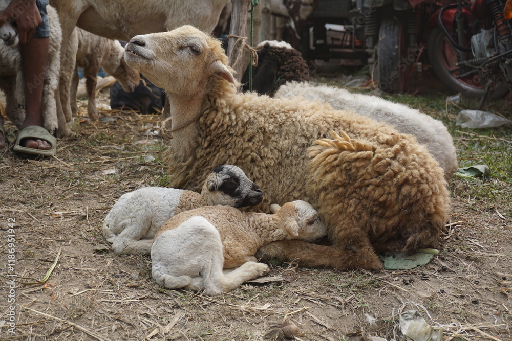 Sheep and lambs with babies, A mother sheep and her two twin lambs in Springtime. A tender moment between a mother lamb and her babies in lush green field. Sheep and lambs with babies, A mother sheep and her two twin lambs in Springtime. A tender moment between a mother lamb and her babies in lush green field.