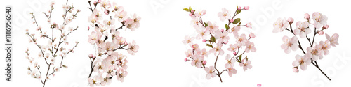 Delicate Cherry Blossom Branches with Soft Pink Flowers on Transparent Background
