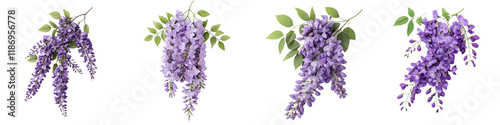 Beautiful arrangement of purple wisteria flowers on a white background