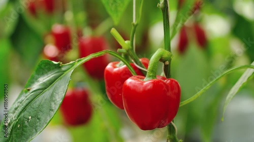 Red bell peppers in the garden