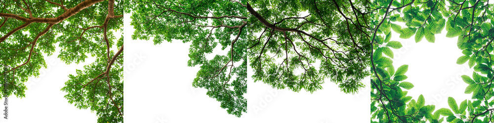 Sunlit Green Canopy with Textured Leaves Overhead in a Dense Forest Setting Sunlit Green Canopy with Textured Leaves Overhead in a Dense Forest Setting
