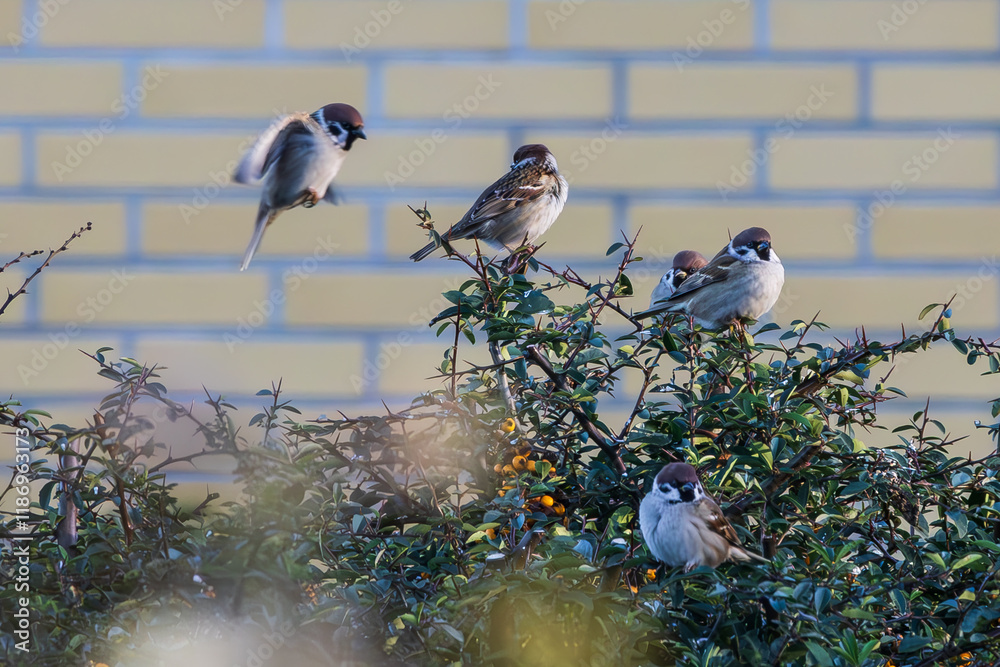 Fototapeta premium Eurasian tree sparrows (Passer montanus) sitting on a branch. 