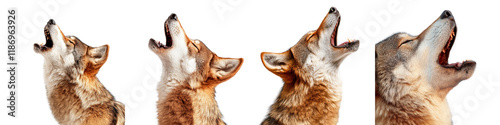 Group of Howling Coyotes on Isolated Background Displaying Vocal Behavior