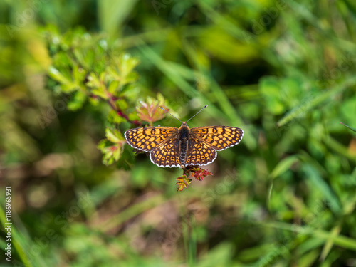 Glanville Fritillary Butterfly Resting With its Wings Open photo