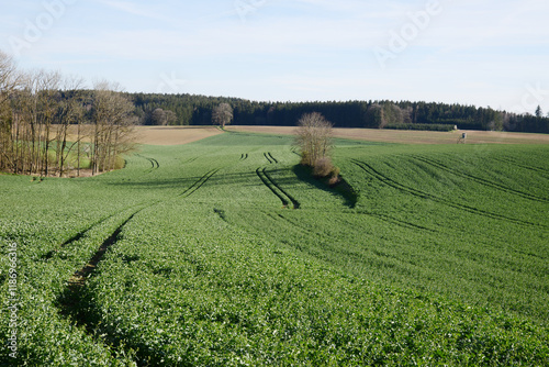 Raps,  Winterraps,  Brassica napus L.,  Frühjahr photo