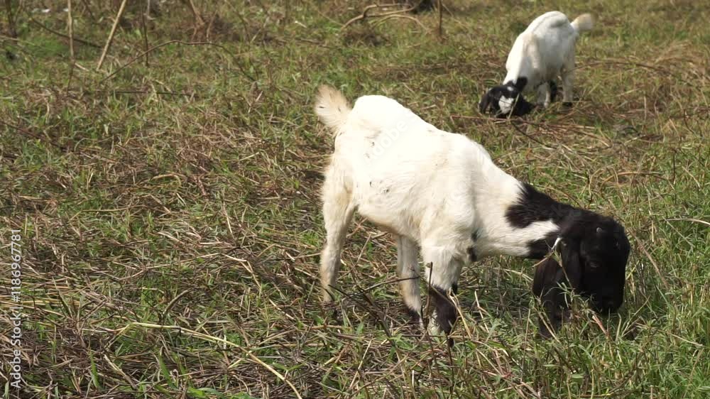 A herd of goats in a meadow of a goat farm, A flock of sheep grazing in the cattle farm A herd of goats in a meadow of a goat farm, A flock of sheep grazing in the cattle farm