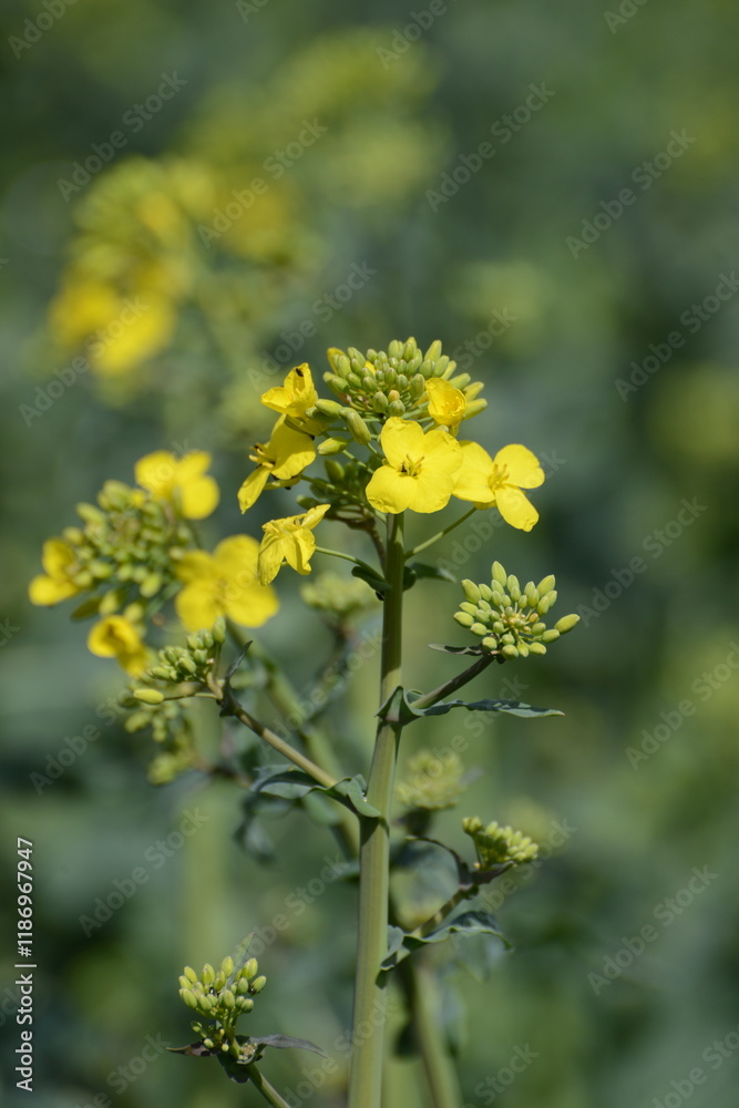 Raps, Winterraps, Brassica napus L, Blühbeginn Raps, Winterraps, Brassica napus L, Blühbeginn
