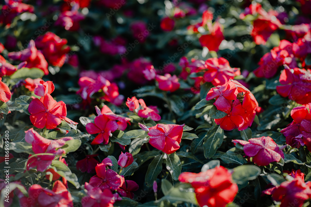 red Madagasgar periwinkle or Catharanthus roseus with drop of water blooming in garden red Madagasgar periwinkle or Catharanthus roseus with drop of water blooming in garden