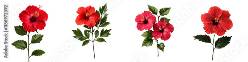 Vibrant Hibiscus Flowers in Various Colors with Lush Green Leaves