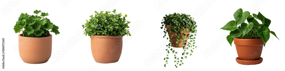 Assorted Potted Plants with Green Foliage in Simple Clay Pots for Home Decor Assorted Potted Plants with Green Foliage in Simple Clay Pots for Home Decor