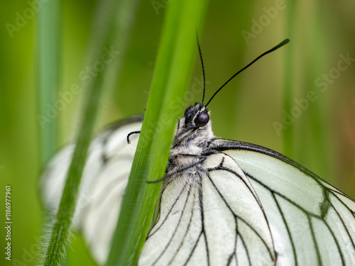 Newly Emerged Black-veined White Butterfly Drying Out photo