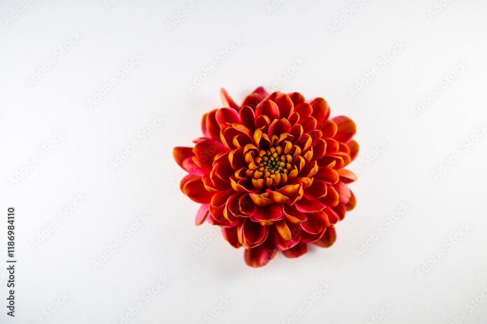 Dahlia flower on grey background. Dahlia flower on grey background.