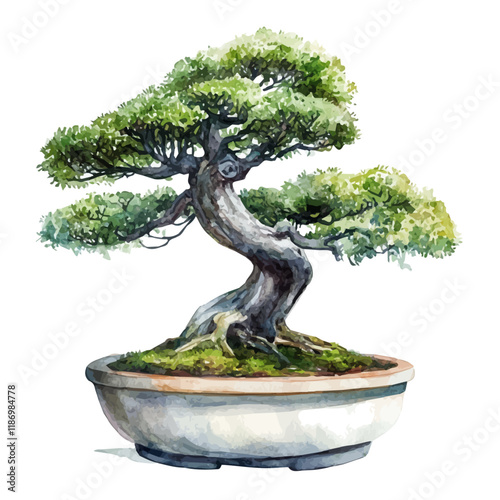 A watercolor of a Sissoo Bonsai, isolated on a white background. Sissoo Bonsai vector.
