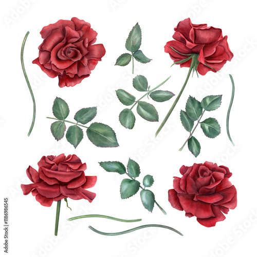 Dark red roses, stems and green leaves clip art Watercolor illustration. Summer garden blooming ruby flowers in realistic style. Decorative floral element set for birthday arrangement, greeting cards