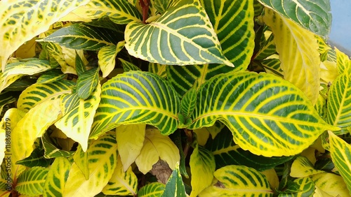 A lush, tropical-looking plant with broad, ovate leaves that are variegated in shades of yellow and green. The prominent veins create a striking pattern on the leaf surface.