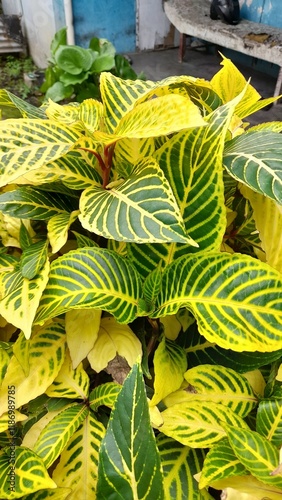 A lush, tropical-looking plant with broad, ovate leaves that are variegated in shades of yellow and green. The prominent veins create a striking pattern on the leaf surface.