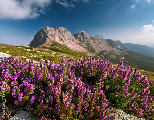 Vibrant purple wildflowers bloom in the foreground of a majestic rocky mountain landscape under a bright blue summer sky. photo