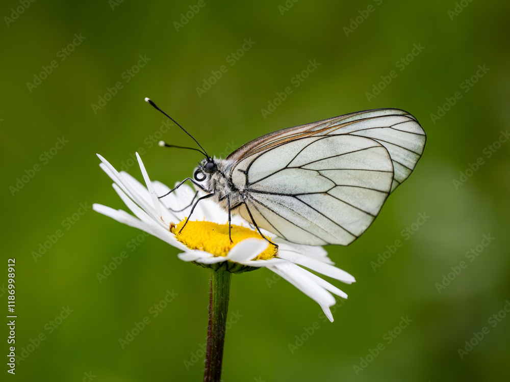 Female Black-veined White Butterfly on an Ox-eye Daisy Female Black-veined White Butterfly on an Ox-eye Daisy
