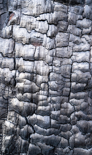 Willow trunk burned by fire - pattern.