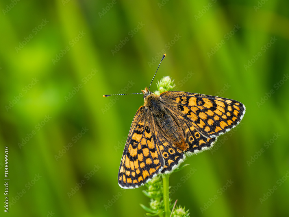 Glanville Fritillary Butterfly Resting With its Wings Open Glanville Fritillary Butterfly Resting With its Wings Open