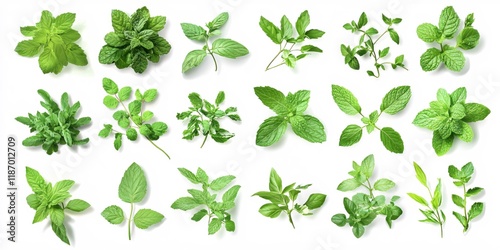 Fresh Green Herbs Mint Leaves Collection Isolated White Background