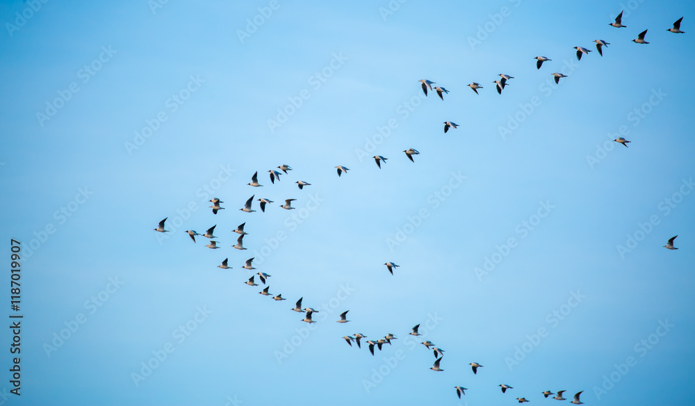 A flock of birds flies in the blue sky. Awakening of nature in spring, free flight. A flock of small birds in flight against a blue sky with clouds.