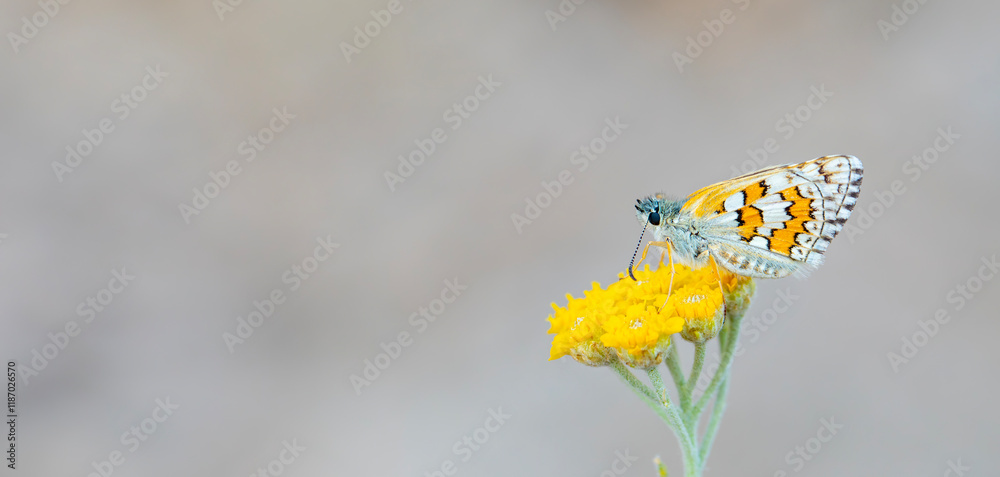 butterfly in yellow colors on yellow flower, Yellow-banded Skipper, Pyrgus sidae