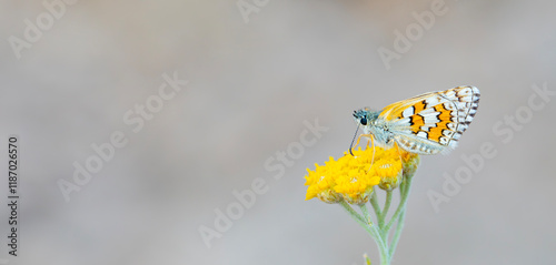Obraz na płótnie butterfly in yellow colors on yellow flower, Yellow-banded Skipper, Pyrgus sidae w salonie