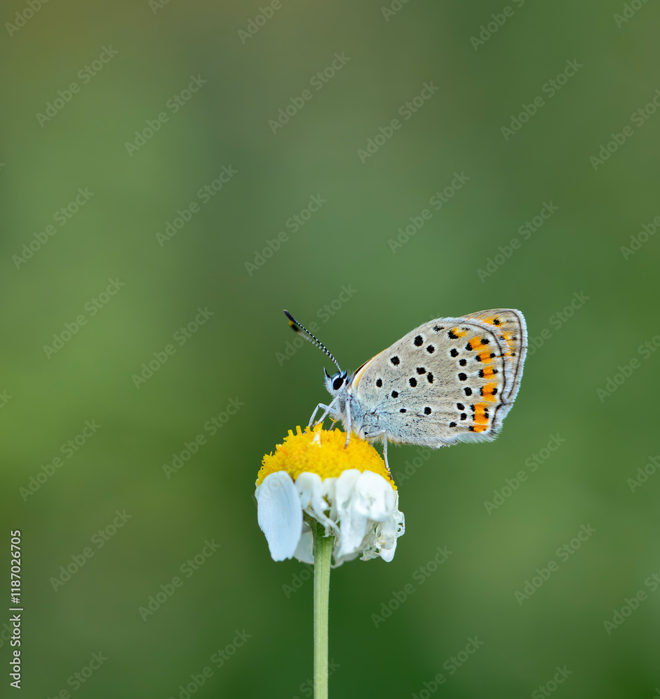 butterfly in natural habitat in spring (Lycaena kurdistanica)