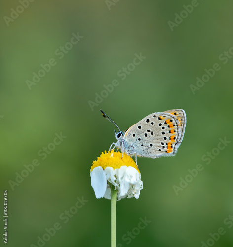 butterfly in natural habitat in spring (Lycaena kurdistanica)